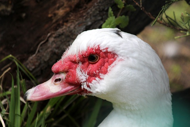 体育竞技中 体育竞技中